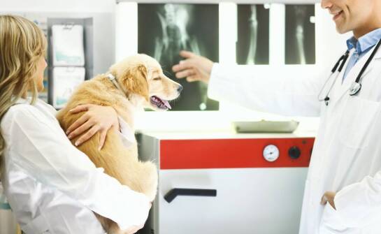 Jak zadbać o zdrowie stawów Twojego pupila w klinice weterynaryjnej?