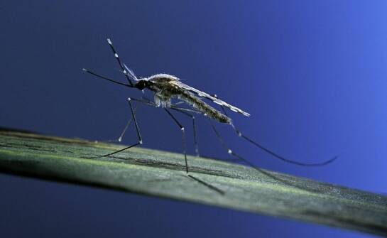 Zwalczanie komarów - jakie zagrożenia niesie obecność komarów i jak je eliminujemy?