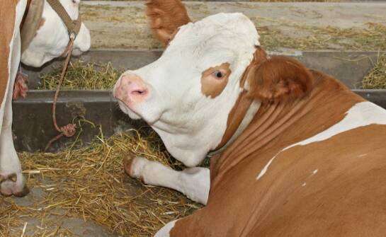 Jak bolusy dla krów mogą poprawić zdrowie wymion?