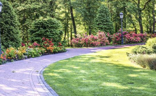 Jakie są zalety uprawy biało-różowej hortensji w przydomowym ogrodzie?