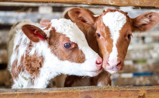 Jakie kluczowe składniki odżywcze są w diecie młodych cieląt?
