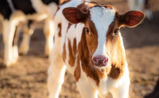 Jak poprawić zdrowie cieląt dzięki odpowiednim paszowym suplementom?
