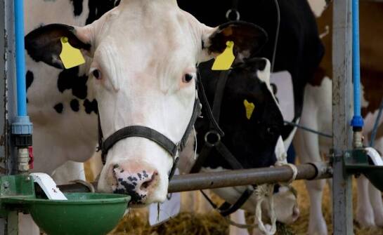 Wybór odpowiednich probiotyków dla różnych gatunków zwierząt gospodarskich