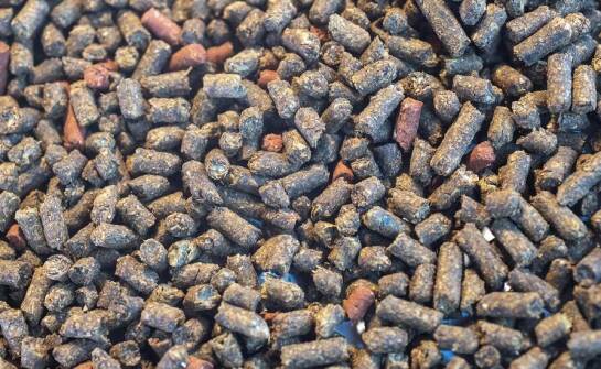 Wpływ probiotyków na rozwój bakteryjnej flory u bydła