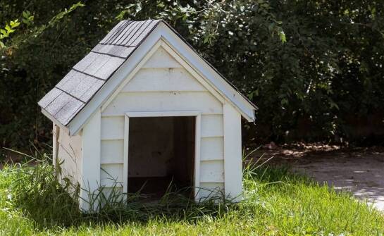 Jak drewniane budy dla psów wpisują się w naturalny krajobraz w ogrodzie?
