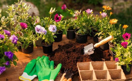 Prawdziwa trawa w rolkach: Jak dbać o nią przez cały sezon wegetacyjny?