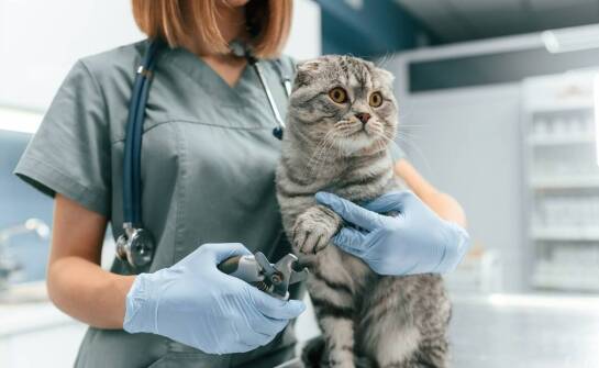 Odrobaczanie kotów a ich komfort – jak przeprowadzić zabieg bez stresu?