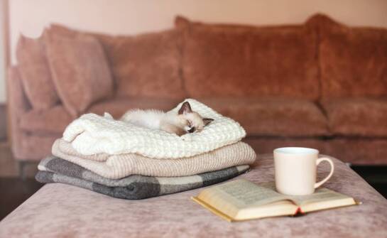 Jak skutecznie przeprowadzić odrobaczanie kota bez stresu dla tego zwierzęcia?