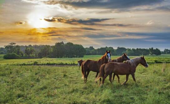Rola pasz bezziarnowych w diecie koni rekreacyjnych – kiedy warto stosować?