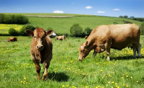 Wpływ biohumusu na zdrowie i dobrostan hodowlanych zwierząt