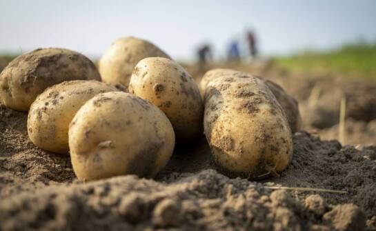 Dlaczego warto inwestować w szeroki wybór odmian sadzeniaków ziemniaków?
