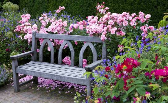 Pudrowy róż róże – jak dodać subtelności do ogrodowych kompozycji?