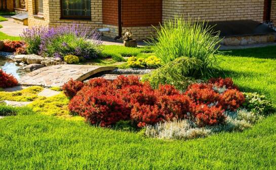 Rola angielskiej pelargonii w projektach krajobrazowych