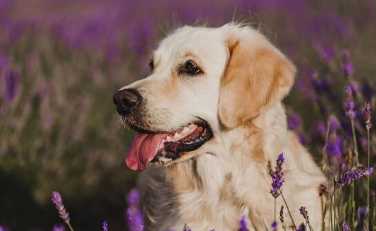 Wpływ wołowiny na poziom energii i kondycję u psa