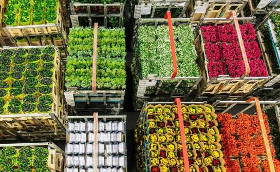 Zalety stosowania żywych roślin na stoiskach podczas branżowych wydarzeń