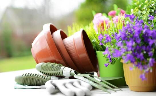 Jak dbać o rośliny w balkonowych doniczkach przez cały rok?