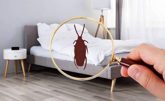 Znaczenie odpluskwiania dla zdrowia mieszkańców – co warto wiedzieć?