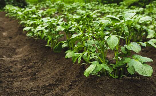 Jak optymalizować uprawy dzięki odpowiedniemu doborowi sadzeniaków ziemniaków?