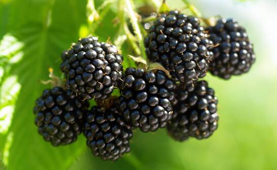 Jakie są kluczowe zalety wielkoowocowej jeżyny w uprawach komercyjnych?