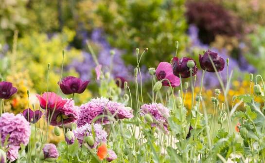 Kwiatowy trawnik jako narzędzie edukacyjne dla dzieci