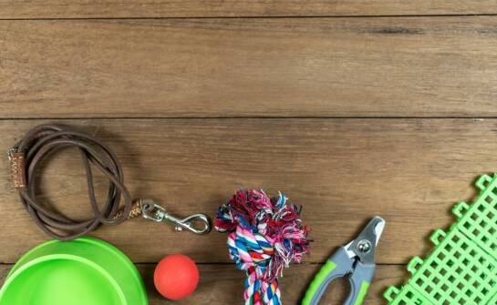 Smaczki dla kota jako element diety przyjaznej dla planety