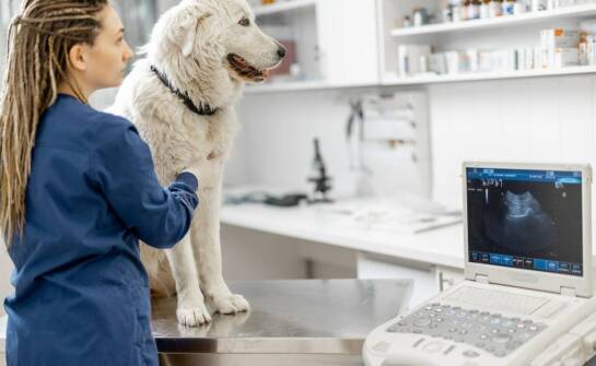 Jakie są procedury związane z diagnostyką zakaźnych chorób u zwierząt?