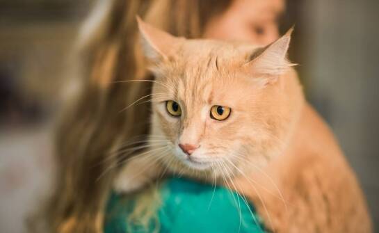 Jakie są najczęstsze błędy popełniane podczas strzyżenia domowego kotów?