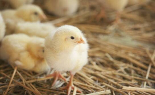 Jak zapewnić kurczątkom zdrowy start dzięki odpowiedniej paszy?