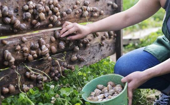 Wpływ hodowli ślimaków na lokalne rolnicze społeczności