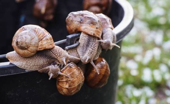 Jak zmniejszyć koszty produkcji w hodowli ślimaków w Polsce?