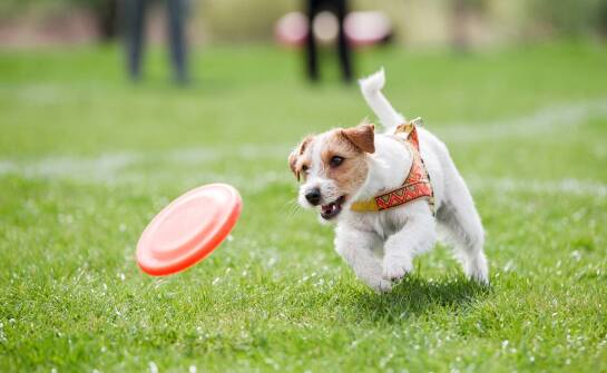 Jak unikać kontuzji u małych ras podczas zabawy z frisbee?
