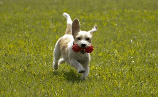 Jakie są najlepsze praktyki w nauczaniu psa zabawy z frisbee do toss & fetch?