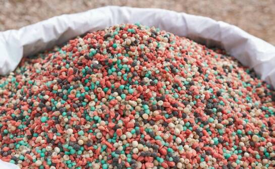 Jakie niezbędne minerały są w diecie gołębi sportowych?