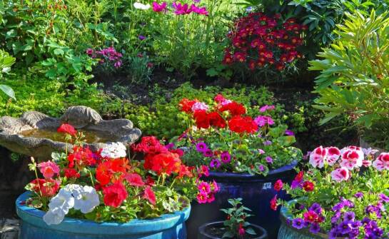 Dlaczego warto inwestować w odporne na suszę odmiany pelargonii balkonowej?