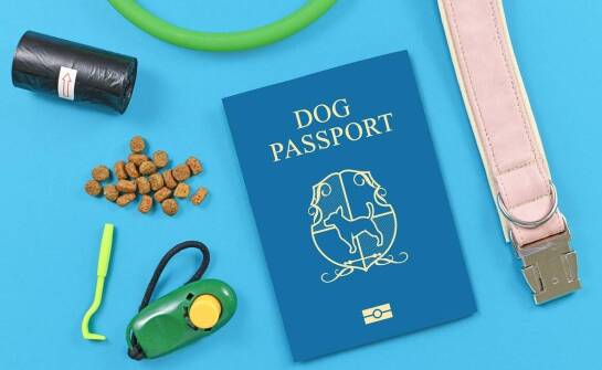 Dlaczego popularne batony są ulubionym wyborem podczas podróży?