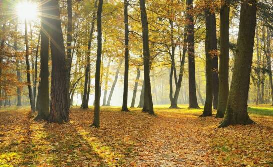 Jak sezonowe zmiany wpływają na wewnętrzny mikroklimat?