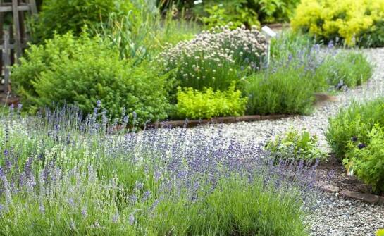 Byliny jako dekoracyjny element w nowoczesnym ogrodzie