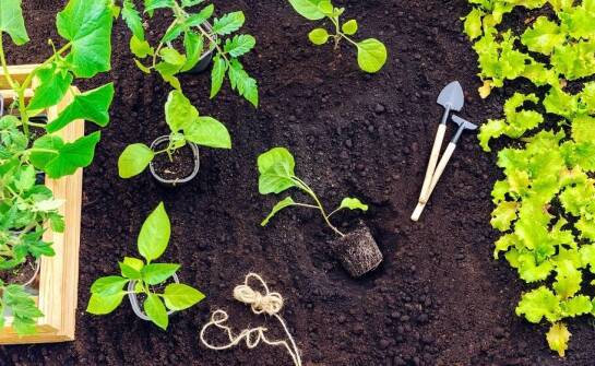 Centrum ogrodnicze w Iławie: jak dobrać odpowiednie podłoże do każdej rośliny?