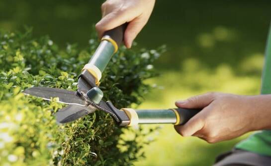 Rola podcinania roślin w utrzymaniu zdrowia w ogrodzie