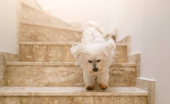 Schody dla psa w mieszkaniach – jak dopasować je do małych przestrzeni?