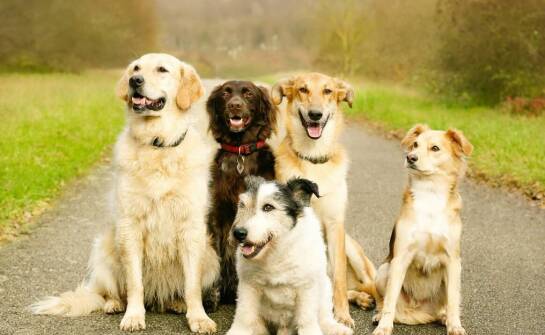 Znaczenie darowizn w realizacji programów ratowania psów przez fundację.