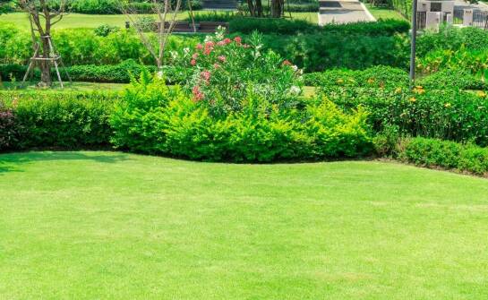 Rola premium mieszanki traw w pielęgnacji terenów miejskich