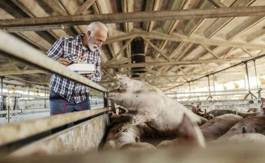 Jak wybrać najlepsze promotory wzrostu dla swojej hodowli trzody chlewnej?