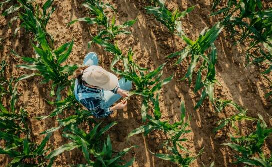 Rola biologicznych środków ochrony roślin w zwiększaniu plonów w uprawach polowych