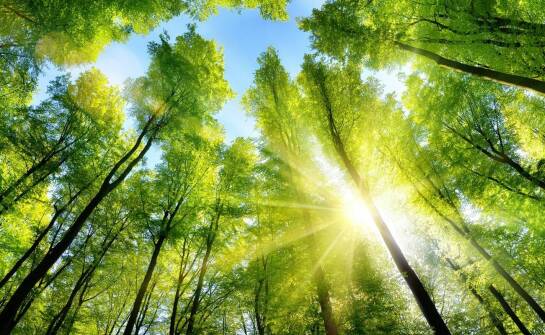 Jakie są najnowsze trendy w technologii czyszczenia w lasach?