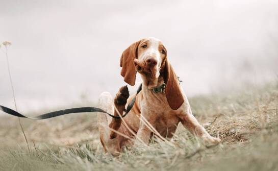 Reproduktor włoski wyżeł: jakie zdrowotne badania są niezbędne?