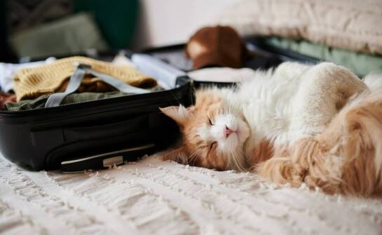 Jak opinie klientów wpływają na wybór hotelu dla kota w Warszawie?