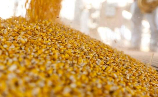 Rola przechowywania w zapewnieniu wysokiej jakości nasion do siewu kukurydzy