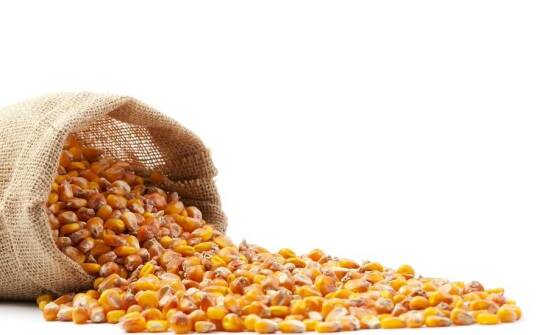 Dlaczego warto inwestować w kukurydzy nasiona?