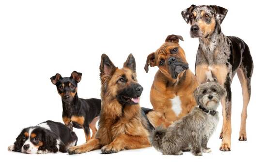 Wyjątkowe wzory bezuciskowych szelek dla psa: jak podkreślić charakter swojego pupila?